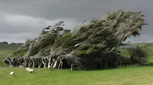 Екстремни антарктически ветрове извайват красиви форми в дърветата